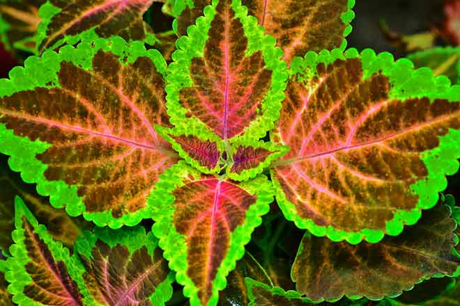 Forskolin, Coleus Forskohlii - Great Fat Burner, Testosterone Booster