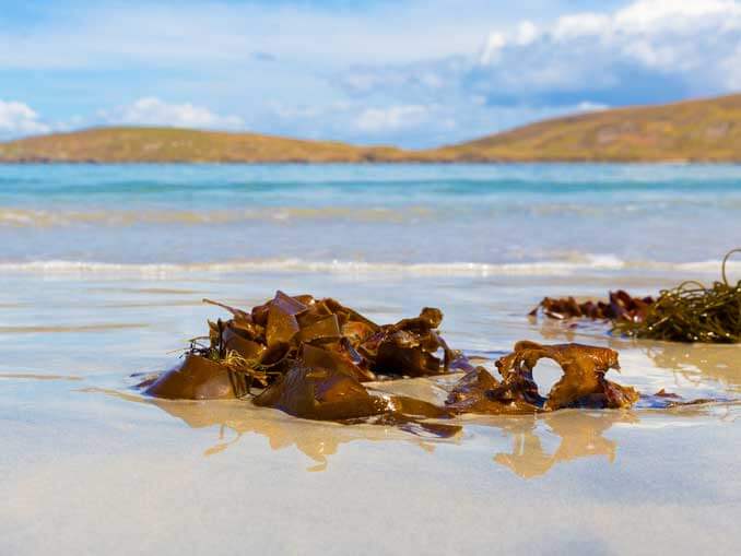 Fucoxanthin, Facts about this fat burning extract from brown seaweed