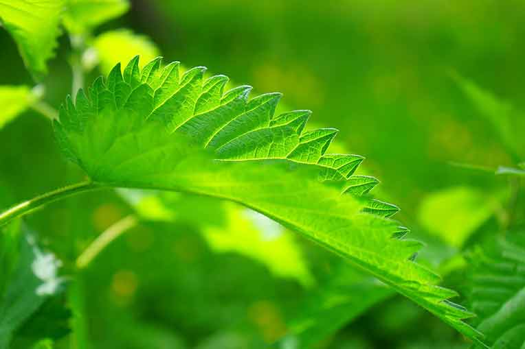 Stinging Nettle, Root and Leaf Important Health Information